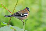 Common Chaffinchborder=